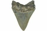 3.36" Fossil Megalodon Tooth - North Carolina - #200666-1
